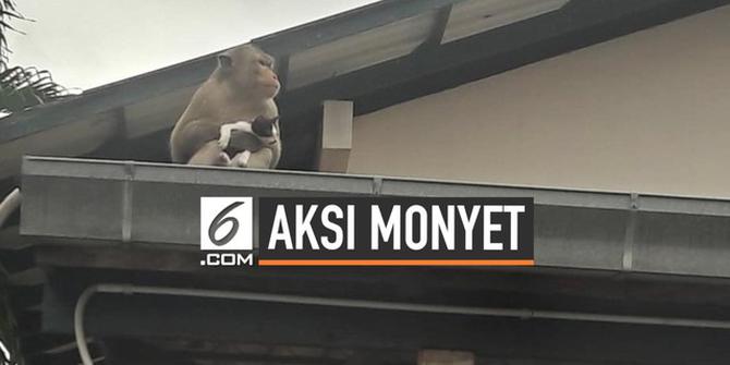 VIDEO: Viral, Monyet Gendong Kucing  Seperti Anaknya Sendiri