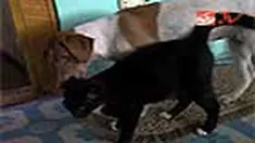 liputan6