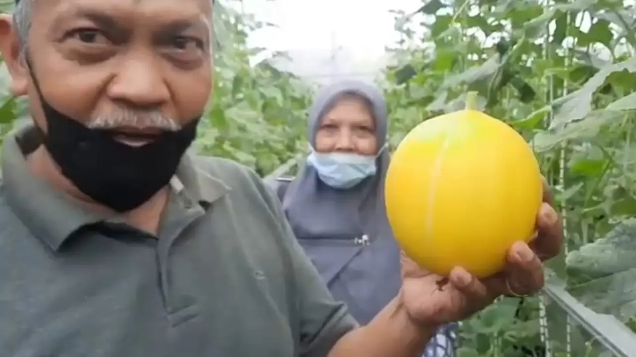 Salah satu pengunjung pertanian melon gold sistem greenhouse kota Tasikmalaya, Jawa Barat tengah menunjukan salah satu buah melon segar hasil petikannya sendiri.
