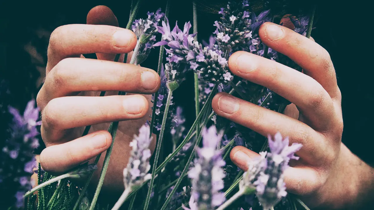 Lavender