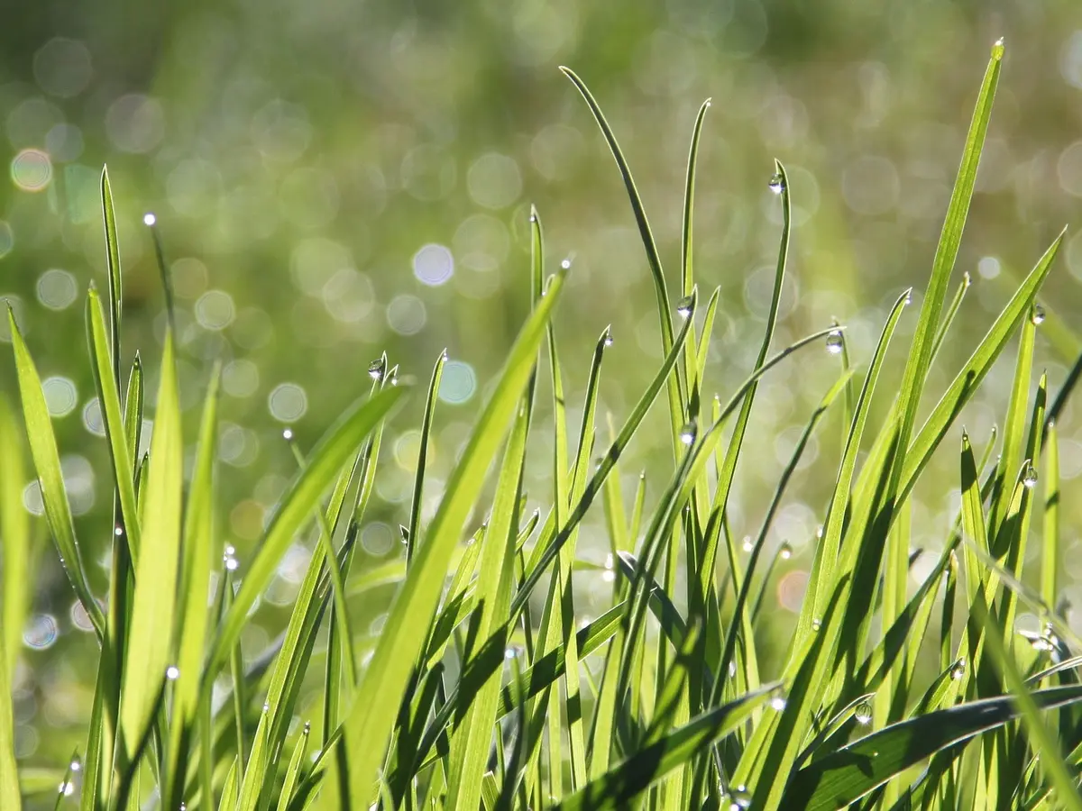 Rahasia Tafsir Mimpi Melihat Embun Pagi Yang Menakjubkan