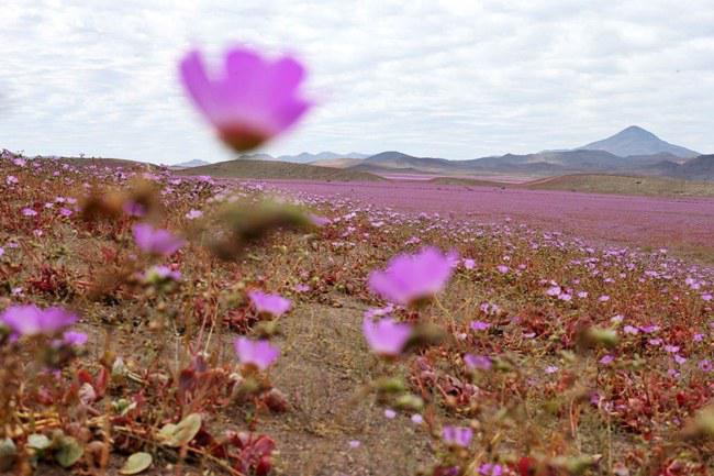 Mallow | copyright Womansday.com/Mario Ruiz/EPA/Corbis