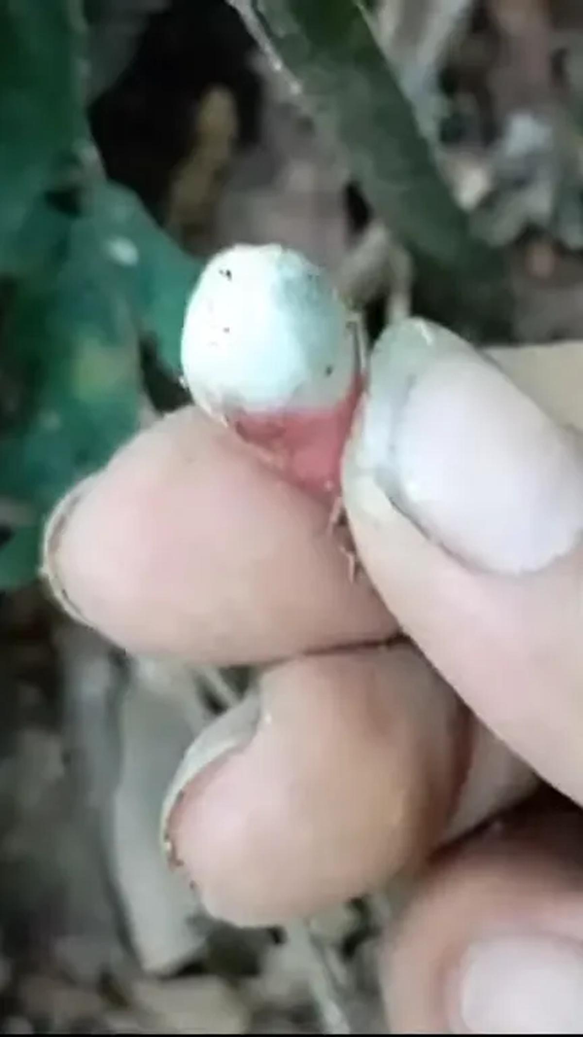 Buah Marasi yang bisa manipulasi rasa.