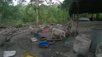 Babi harus keluar area waduk di Batam (Liputan6.com / Ajang Nurdin)