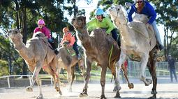  Balap unta digelar saat Sydney Camel Racing Carnival, di arena Bankstown Paceway, Sydney, Australia, (26/7/2016). (EPA)