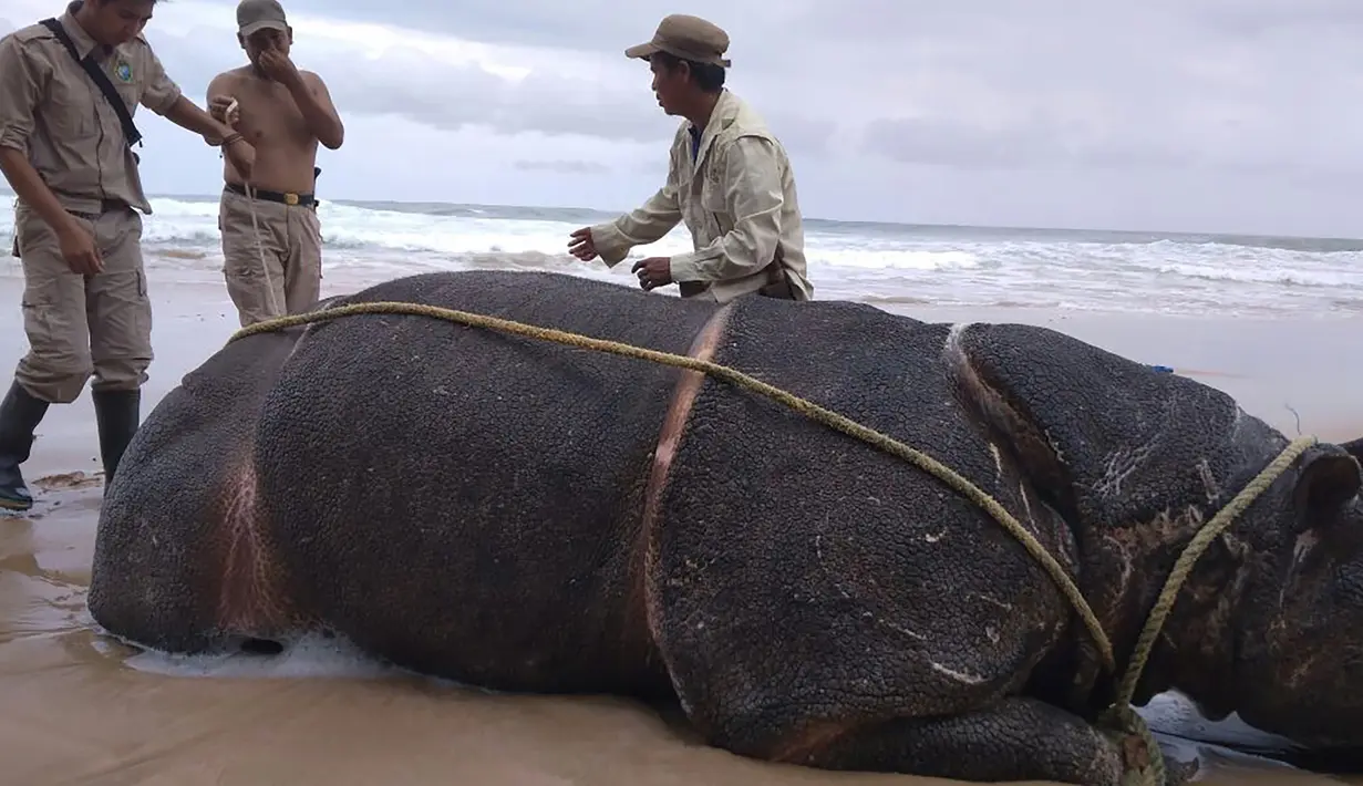 <p>Foto yang dirilis 26 April 2018 menunjukkan petugas memeriksa tubuh badak jawa jantan yang ditemukan mati di Pantai Karang Panjang, Taman Nasional Ujung Kulon. Bangkai badak bernama Samson itu ditemukan dalam kondisi utuh, bercula dan lengkap. (AFP Photo)</p>