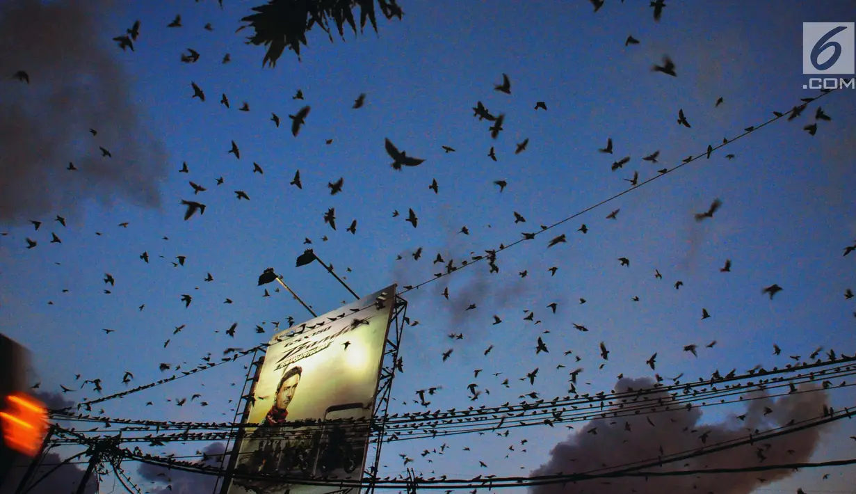 Ribuan burung Layang-layang Api (Hirundo rustica) terbang di atas Jalan Mgr Sugiyopranoto, Semarang, Jumat (4/1). Awal tahun 2019, kawanan burung ini bermigrasi untuk menghindari musim dingin. (Liputan6.com/Gholib)