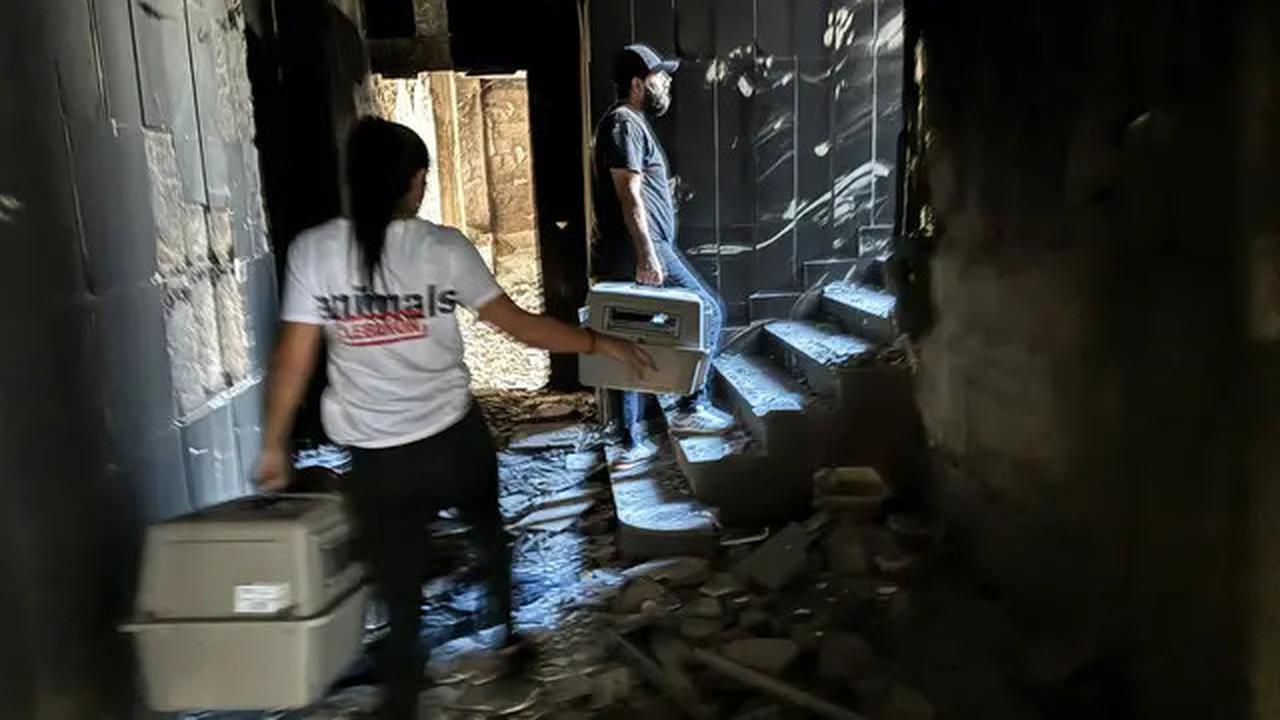 Misi Penyelamatan Kucing Terlantar di Lebanon