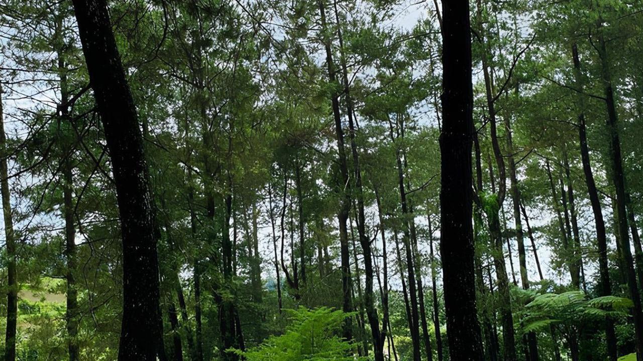 Tempat Camping di Cianjur Ini Bikin Betah, Sinyal HP Kuat dan Suguhkan Kombinasi Rumput Hijau dengan Sunrise Cantik