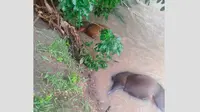 Puluhan ternak warga dilaporkan hanyut terbawa arus sungai saat banjir Bulukumba (Liputan6.com/Istimewa)