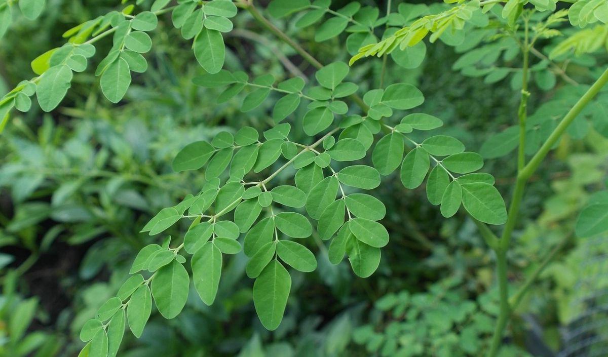 1. Daun Kelor