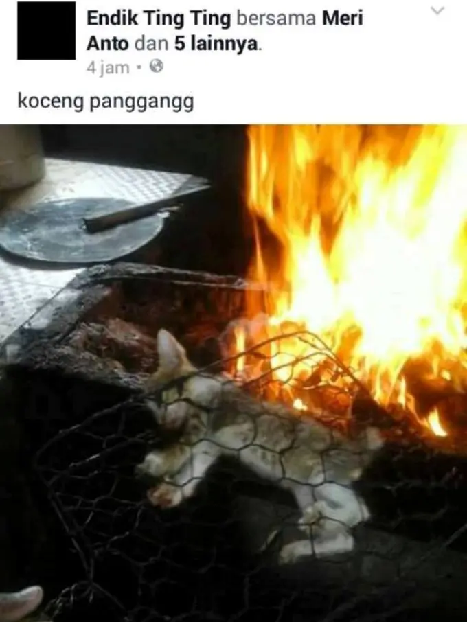 Kucing Dipanggang, Pecinta Hewan Meradang