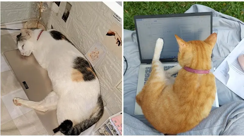 6 Potret Kucing Tidur hingga Duduk di Atas Laptop, Nyaman Seperti di Kasur