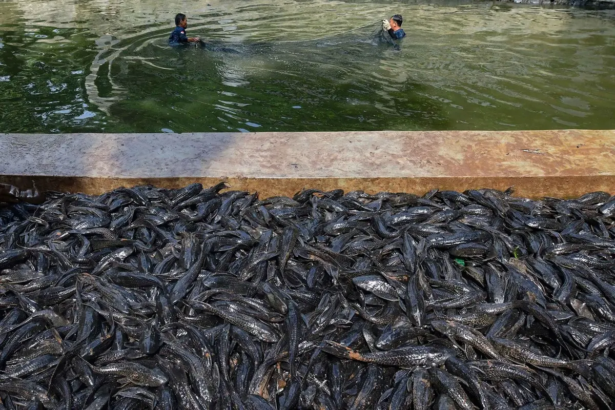 Petugas Sudin Ketahanan Pangan, Kelautan dan Pertanian Jakarta Selatan menangkap ikan sapu-sapu di kawasan Setu Babakan.