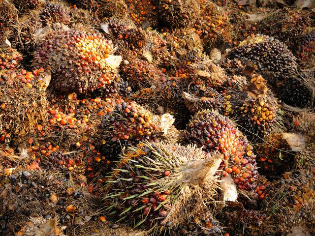 Banjir Permintaan Ri Ekspor Palm Kernel Ke Malaysia Bisnis Liputan6 Com