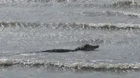 Seekor buaya jenis buaya muara (Crocodylus Porosus) yang tengah menampakkan diri di muara Teluk Palu. Buaya jenis yang sama juga ditemukan di Kecamatan Sojol, Donggala. (Foto: Liputan6.com/ Heri Susanto).