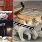 Meme kucing minta dinikahi (Sumber: Instagram/sejiwatinja)