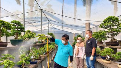 Bonsai Tropis Jateng Jadi Incaran Belanda