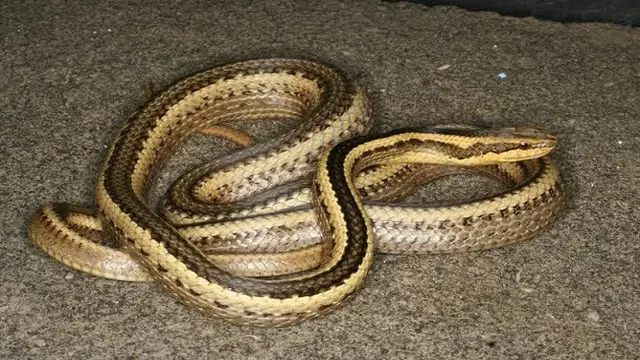 Ular