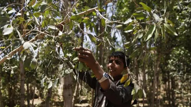 Perkebunan khat