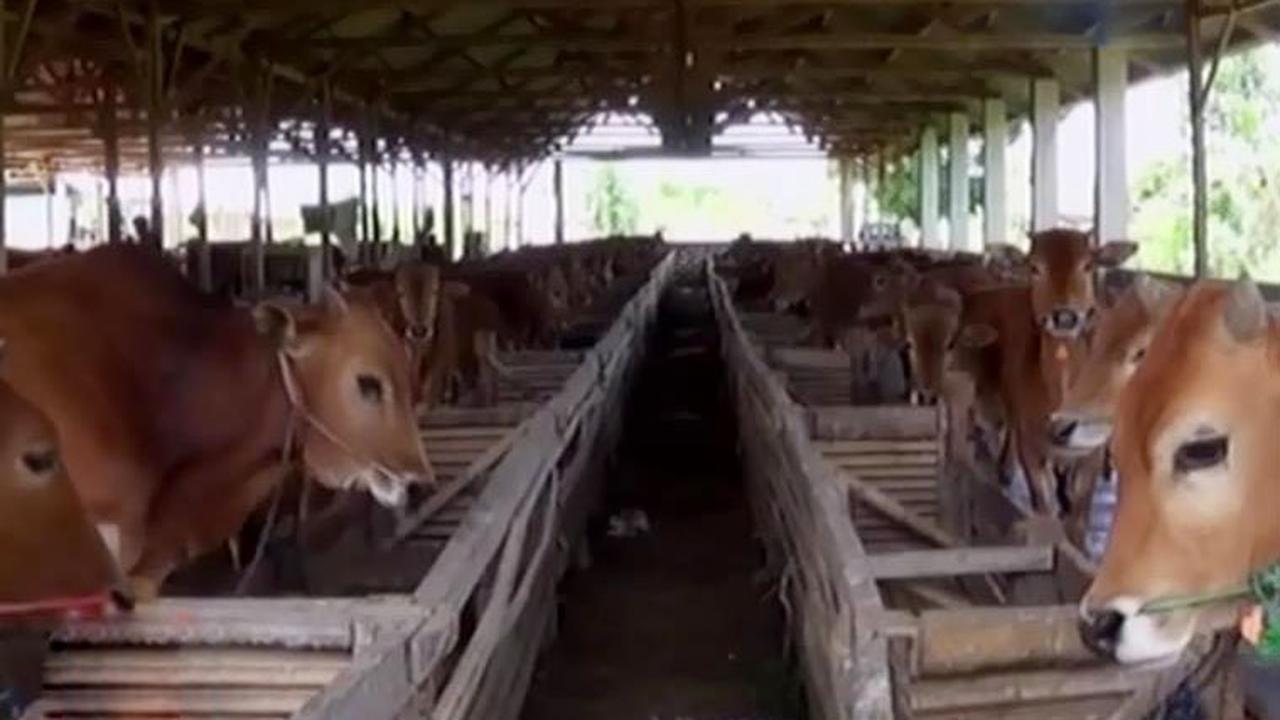 Segmen 4: Permainan Harga Daging Sapi hingga Eks Anggota Gafatar
