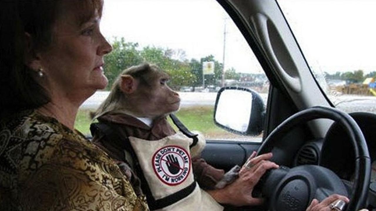 7 Potret Kelakuan Manusia yang Terlalu Sayang Binatang Ini Bikin Geleng Kepala