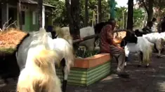 liputan6