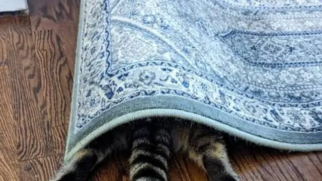 10 Potret Nyeleneh Kucing sedang Sembunyi Tempat Tak Terduga Ini Bikin Gemas
