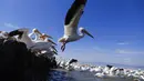 Seekor pelicanos borregones atau pelikan putih terbang di Danau Chapala, Petatan, Meksiko, 5 Februari 2022. Kawanan pelikan putih terbang dari Kanada dan Amerika Serikat ke iklim yang lebih hangat di Pulau Petatan. (AP Photo/Armando Solis)