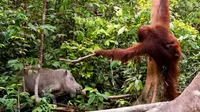 Kasih Ibu, Induk Orang Utan Usir Babi yang Incar Anaknya