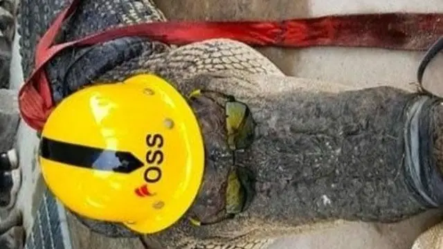 Sekelompok TKA Cina, tertangkap kamera membantai seekor buaya di areal pabrik smelter pertambangan di Morosi, Kabupaten Konawe.(Liputan6.com/foto warga)