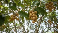 7 Cara Merangsang Pohon Duku agar Cepat Berbuah di Pekarangan