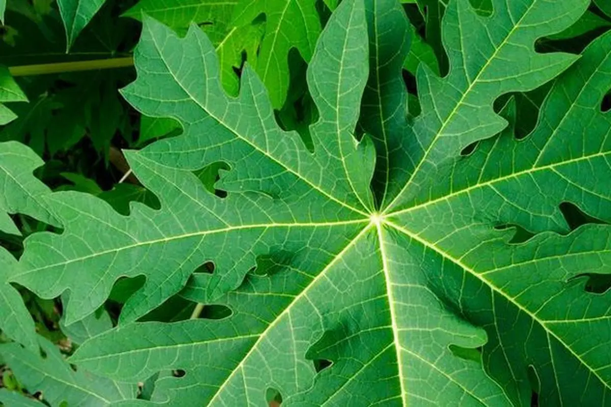 Daun pepaya (Sumber: iStock)