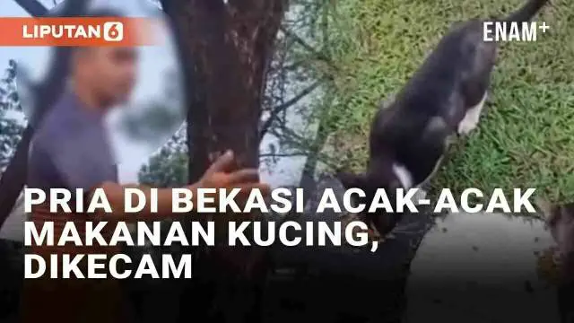 Media sosial dibuat kesal oleh ulah seorang pria di Bekasi yang mengganggu kucing jalanan. Insiden bermula dari seorang warga yang memberi makan ke kucing-kucing di Perumahan Kemang Pratama pada Minggu (4/8/2024). Namun seorang pria yang tengah berol...