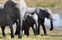 Negara Ini Bakal Bunuh 83 Gajah, 50 Banteng, dan 30 Kudanil Agar Dagingnya Bisa untuk Makan Rakyat yang Kelaparan