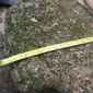 Batu bata kuno yang masih tersisa di petilasan. Ukurannya tampak besar dibandingkan batu bata sekarang. Dengan panjang 28 centimeter, lebar 19 centimeter dan memiliki ketebalan 10 centimeter. (Liputan6.com/ Ahmad Adirin)