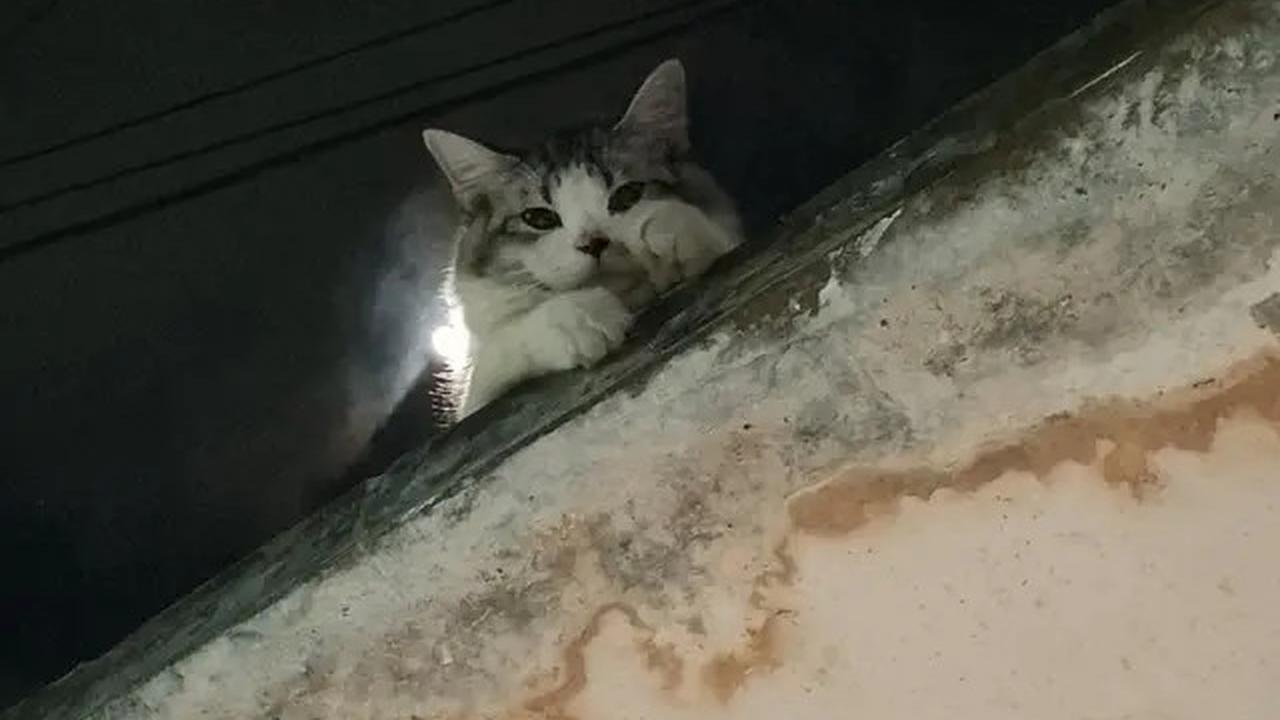 6 Potret Kucing Nyantai di Atap Rumah, Sering Dikira Hilang karena Tak Pulang