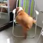 Untuk mencapai kenikmatan bersantai di kursi, anjing bulldog gemuk ini berjuang dengan penuh semangat.