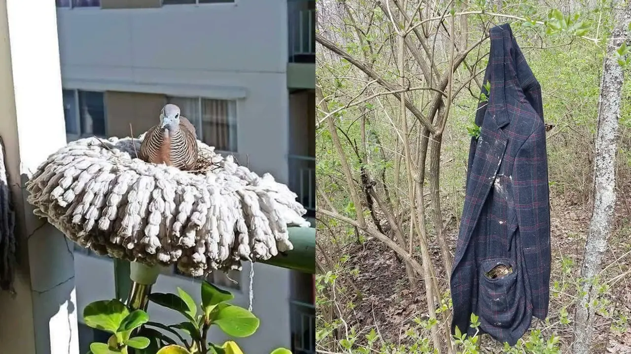 Sarang Burung di Tempat Unik