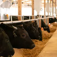 Sapi berkualitas dengan kualitas daging premium dari PT Subur Artha Utama.