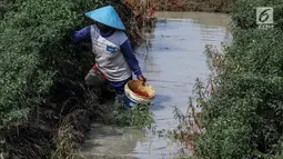 Petani mengumpulkan hasil panen cabai di Brebes, Jawa Tengah, Minggu (2/7). Akibat cuaca buruk ini, para petani memilih panen dini lantaran khawatir mengalami gagal panen. (Liputan6.com/Faizal Fanani)