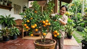7 Cara Membuat Daun Jeruk Lebih Rimbun di Pot, Berikut Tips untuk Pemula