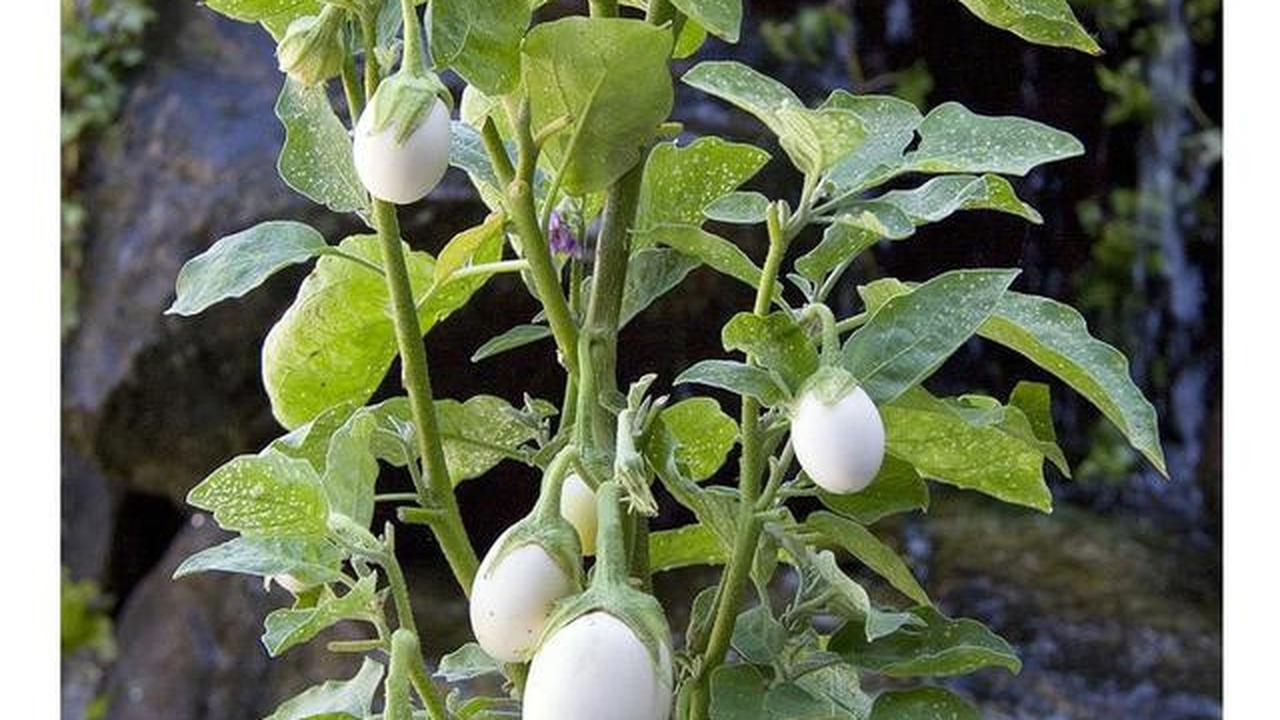 Cara Tanam Terong di Pot yang Bisa Dipanen Berkali-kali, Solusi Lahan Sempit di Pekarangan