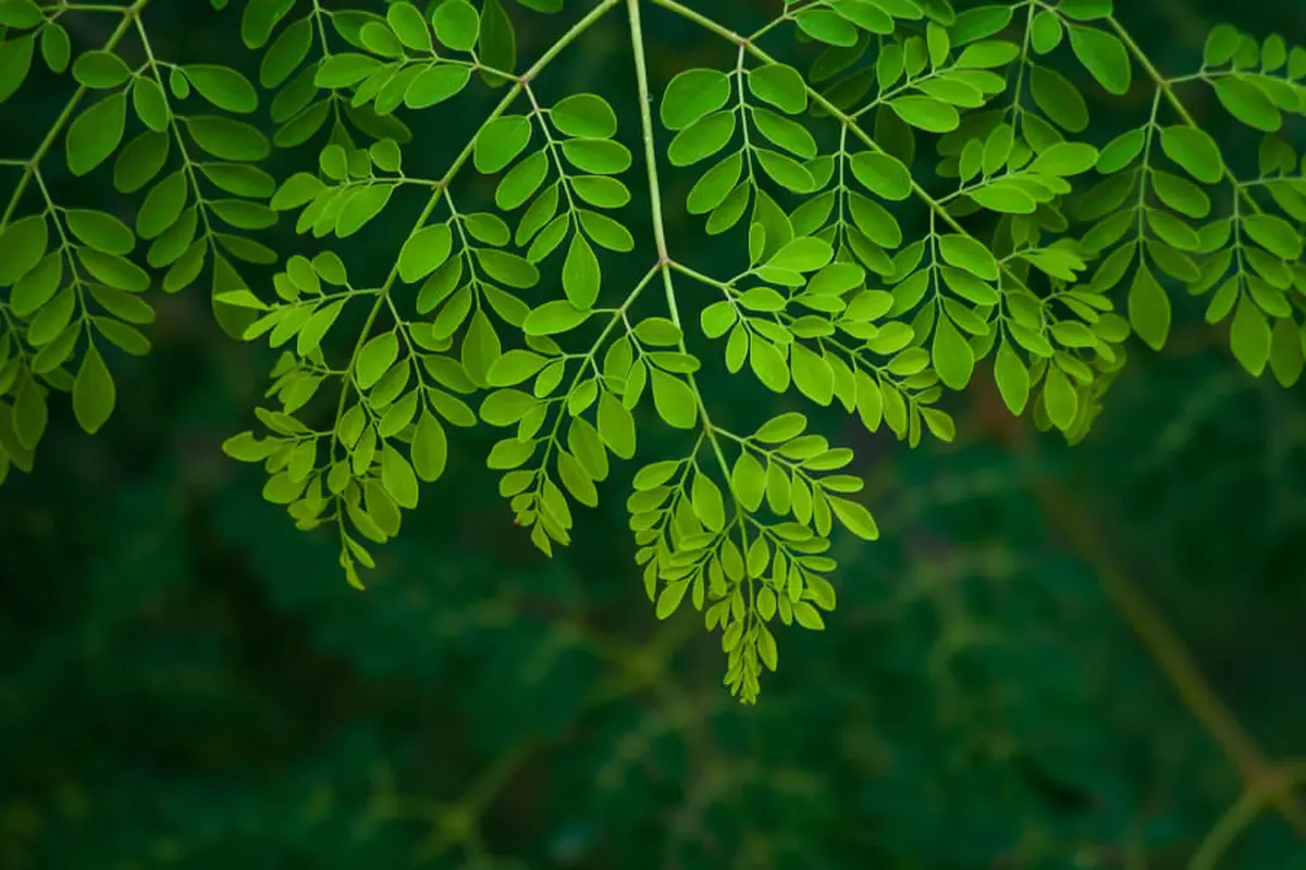 Daun Kelor