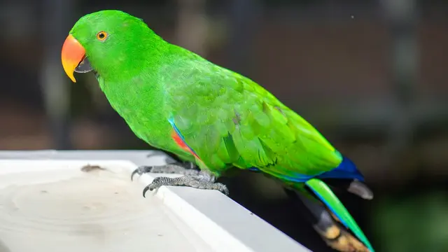Eclectus Parrots