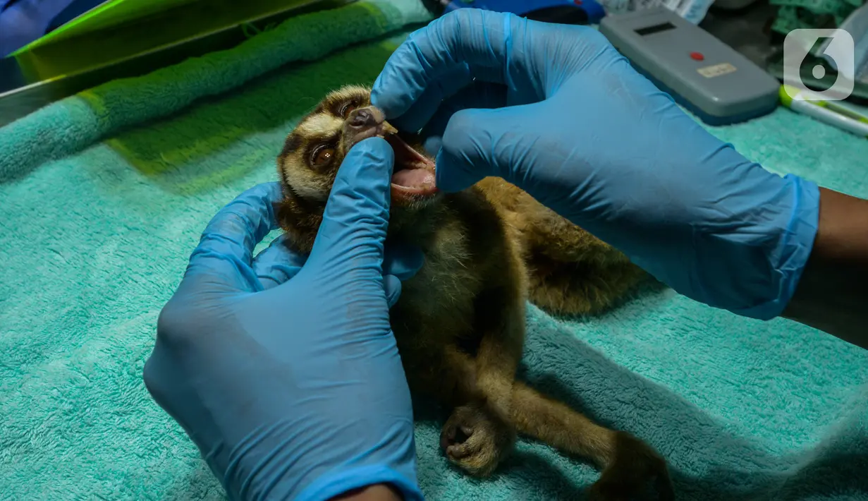 Tim medis memeriksa gigi Kukang Jawa di Pusat Rehabilitasi International Animal Rescue Bogor, 23 Januari 2020. 155 Kukang spesies Kukang Jawa, Kukang Sumatra dan Kukang Kalimantan menjalani karantina pemeriksaan, pengecekan dan perawatan sebelum dilepas ke habitatnya. (merdeka.com/Imam Buhori)