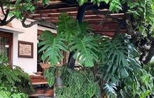 10 Rekomendasi Desain Taman Minimalis di Depan Rumah, Sederhana Tapi Bikin Nyaman