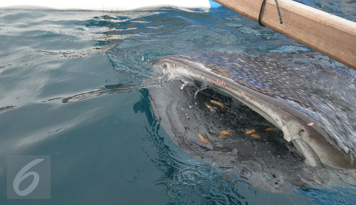 Hiu Paus (Shark Whale) memakan makanan ikan kecil pemberian pengunjung di Desa Botu Barani, Kabupaten Bone Bolango, Gorontalo, Senin (4/7). Kehadiran Hiu Paus menjadi sorotan wisatawan lokal dan mancanegara. (Liputan6.com/herman Zakharia)