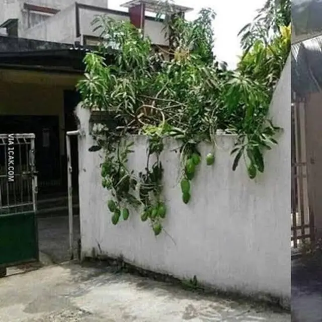 6 Momen Tak Terduga Dapat Mangga Ini Bikin Senyum Bahagia, Beruntung