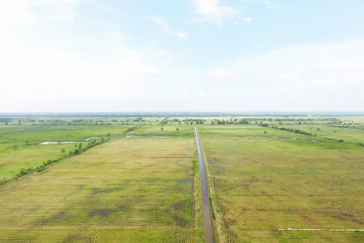 Sawah